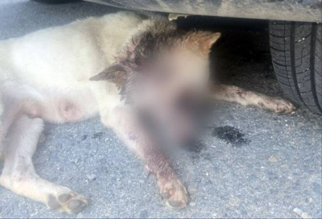 경기 여주시에서&nbsp;불상의 가해자에게 둔기로 학대당한 진돗개.&nbsp;견주 제공