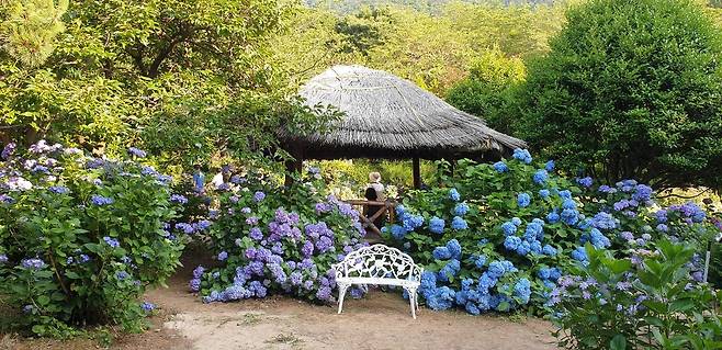 경남 고성 민간정원 만화방초 [고성군 제공. 재판매 및 DB 금지]