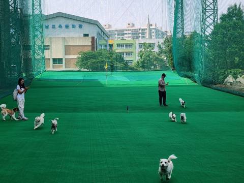 어린 개를 선호하지만 나이가 좀 든 개가 키우기 쉽다.
