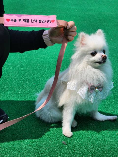 김유진 씨가 키우는 ‘열무’는 ‘수술 후 재활 산책 중입니다’라는 표식을 붙이고 다닌다.
