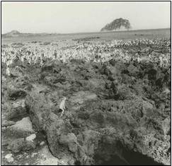 사진:윤세철미역 허채: 마을에서 미역 채집을 허용하는 시기를 말한다. 제주 해녀의 전성기 때는 미역 허채를 '미역 대조문'이라 불렀다. 그 당시 미역은 '이녁만씩' 차지한다.&nbsp;