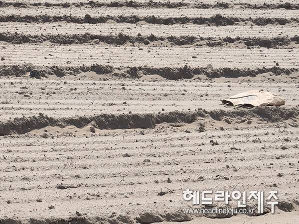 지난 해 여름, 불볕더위로 인해 발아가 제대로 안되는 피해가 발생한 제주시 구좌읍 지역의 한 당근 밭.