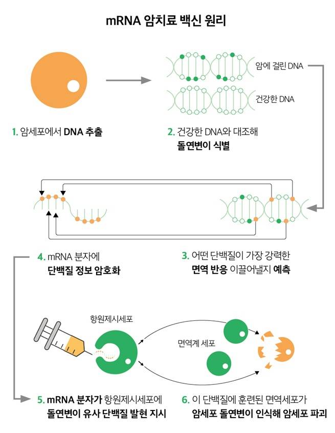 mRNA 암 백신 치료 원리. /이미지=서울아산병원 홈페이지