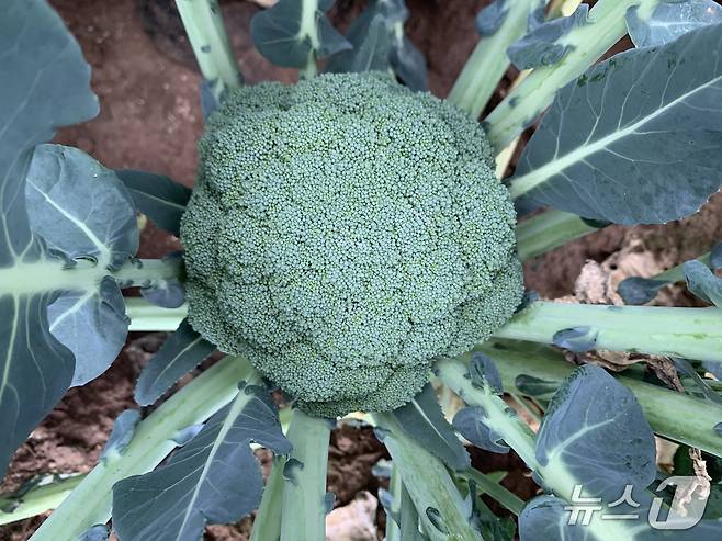 삼다그린(제주도 제공. 재판매 및 DB금지)/뉴스1