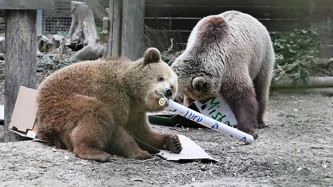 지난 23일(현지시간) 영국 동물원을 탈출한 불곰 미슈와 루시. 사진=와일드우드 데번