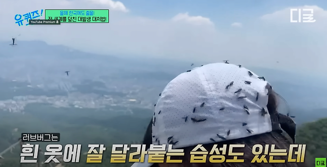 Screenshot 2025-06-27 at 6.35.56 PM.png 러브버그 피하는 법