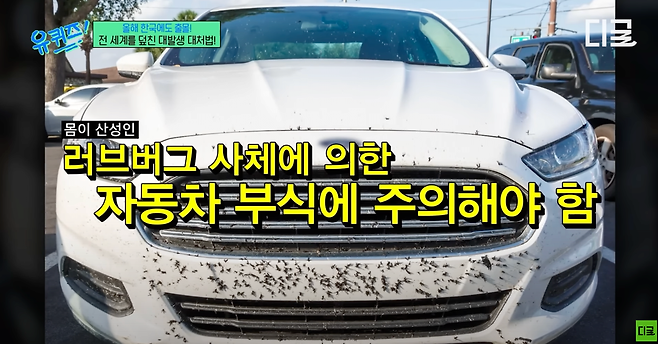 Screenshot 2025-06-27 at 6.36.29 PM.png 러브버그 피하는 법