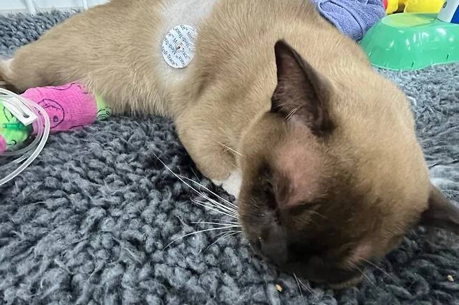 [뉴시스]세탁기 속에 들어갔음에도 살아남은 고양이 파블로. (사진=SASH) 2025.6.26 *재판매 및 DB 금지 /사진=뉴시스