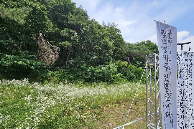 27일 오전 ‘산내골령골학살희생자 합동위령제’가 진행된 대전 동구 낭월동 골령골에 하얀 들국화가 가득 피어있다. 최예린 기자