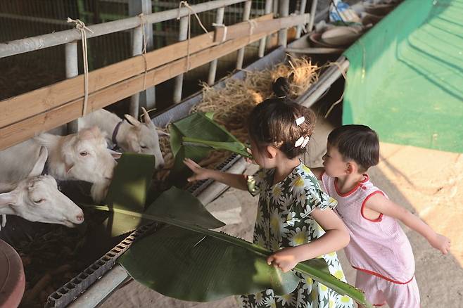 땅끝마실의 바나나농장체험(사진=해남군청)