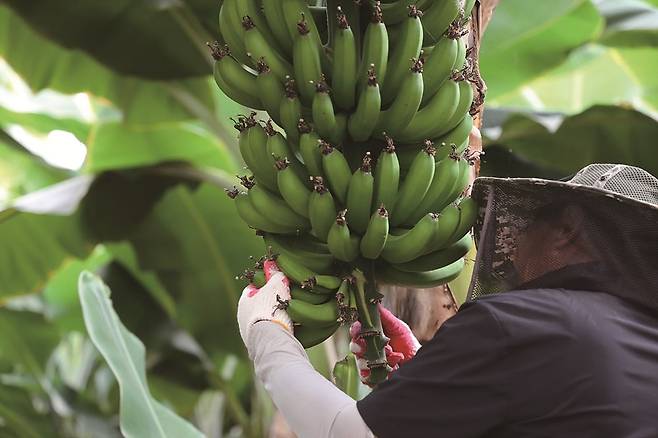 땅끝마실의 바나나농장체험(사진=해남군청)