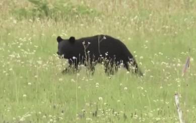 일본의 한 공항 활주로에 곰이 출몰하면서 항공편이 잇따라 결항하는 소동이 벌어졌다. [사진출처 = 유튜브 영상 캡처]