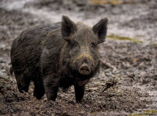 멧돼지 사진. 사진은 기사 내용과 무관. 2025.06.27. photo@newsis.com *재판매 및 DB 금지/사진제공=뉴시스