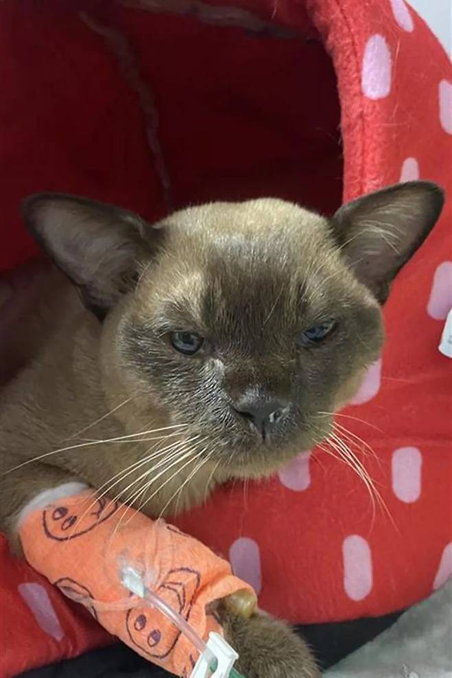 [뉴시스]세탁기 속에 들어갔음에도 살아남은 고양이 파블로. (사진=SASH) 2025.6.26 *재판매 및 DB 금지