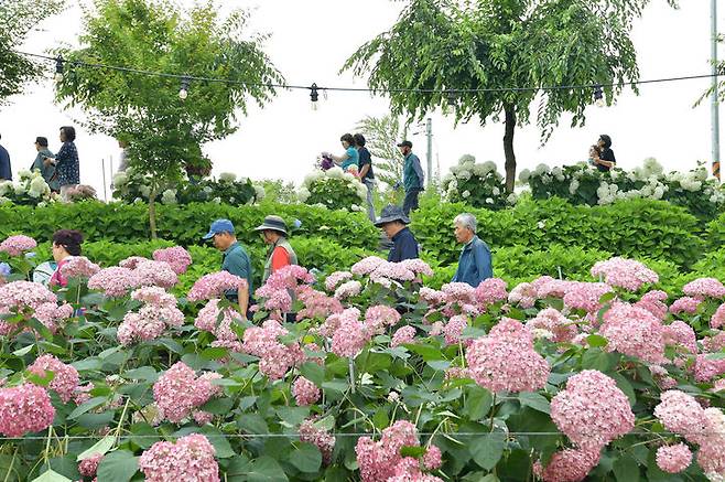 [공주=뉴시스] 유구색동수국정원 꽃 축제 모습.(사진=뉴시스 DB). photo@newsis.com  *재판매 및 DB 금지