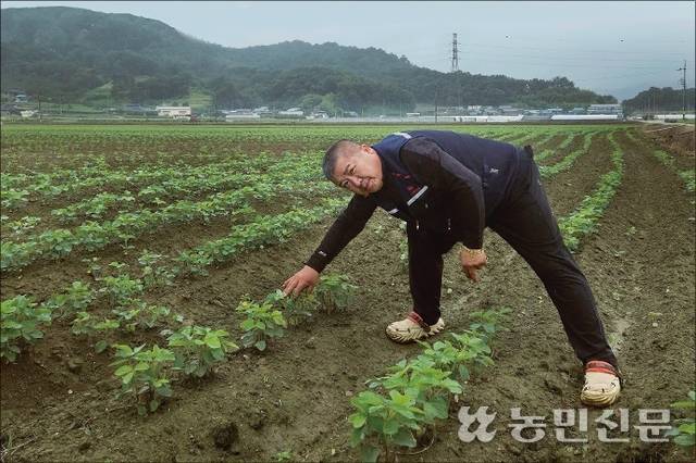 경북 상주시 함창읍 신흥3리 논콩 재배지에서 조희제 나누리영농조합법인 이사가 5월말∼6월초 파종한 신품종 콩 생육 상태를 살피고 있다.