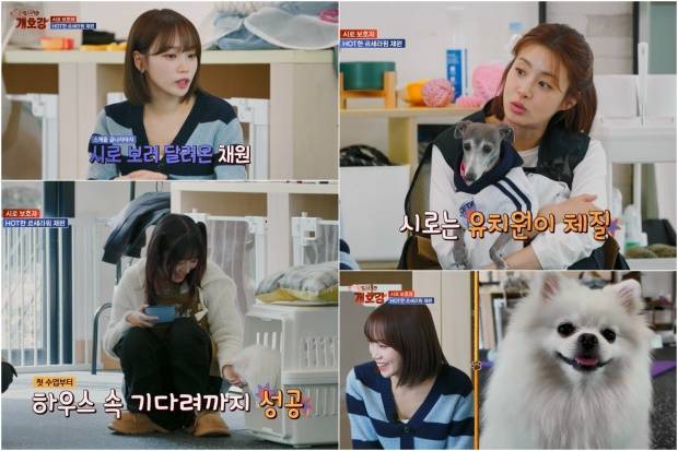 김채원