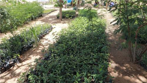 카메룬 미나와오 난민캠프의 묘목들 전석우 기자  jujitsusw@yna.co.kr