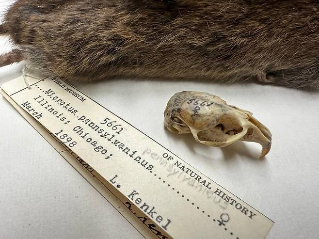 1898년 미국 시카고에서 수십된 들쥐의 두개골과 가죽 [Field Museum 제공. 재판매 및 DB 금지]