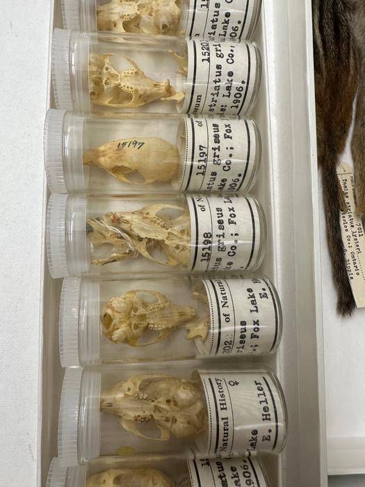 1906년 시카고에서 수집된 다람쥐 두개골 [Field Museum 제공. 재판매 및 DB 금지]