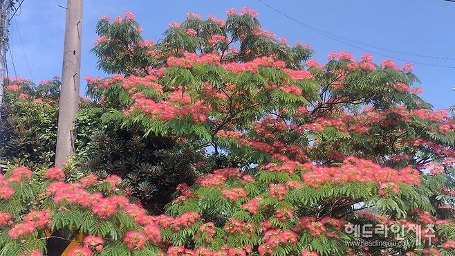 제주시 오도마을 앞 도로변에 만개한 자귀나무꽃. (사진=강철수)