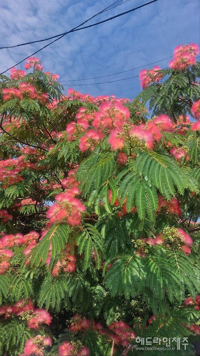 제주시 오도마을 앞 도로변에 만개한 자귀나무꽃. (사진=강철수)