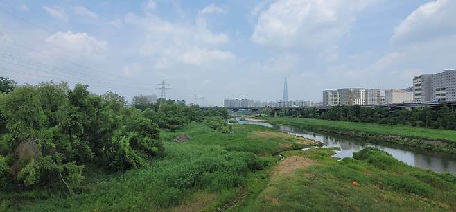 탄천 위험수목 정비대상지 전경(사진=강남구)