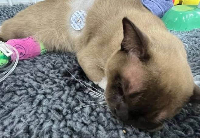 세탁기 속에 들어갔다 기적적으로 생존한 고양이 파블로. SASH 페이스북 캡처