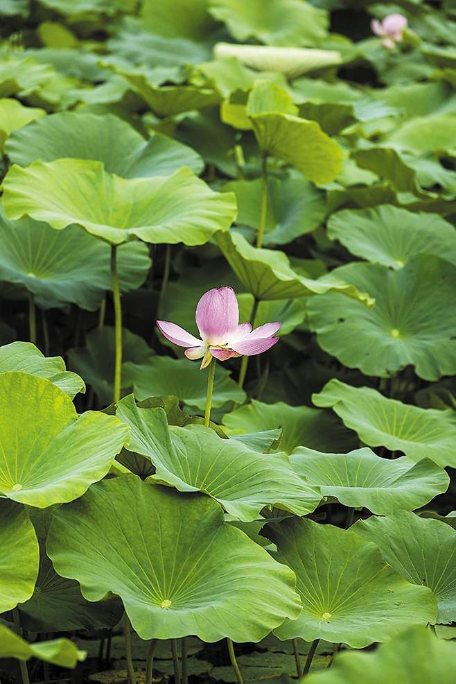 지난 19일 개화 소식을 알린 경기도 양평 ‘세미원’의 홍련. / 양수열 영상미디어 기자