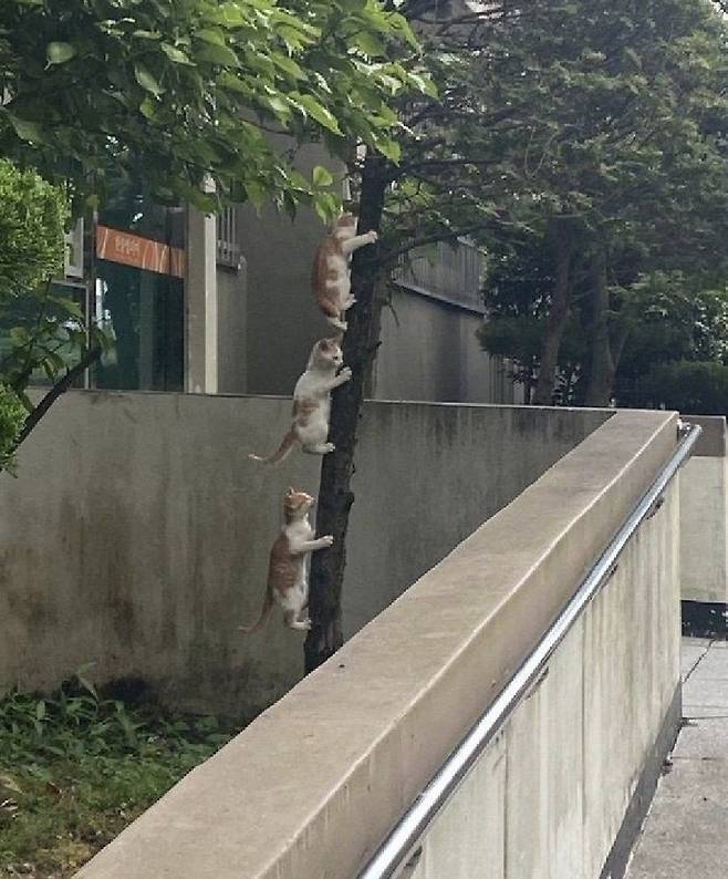 IMG_2058.jpeg 기후변화가 심해졌다는 증거 ㄷㄷㄷㄷ