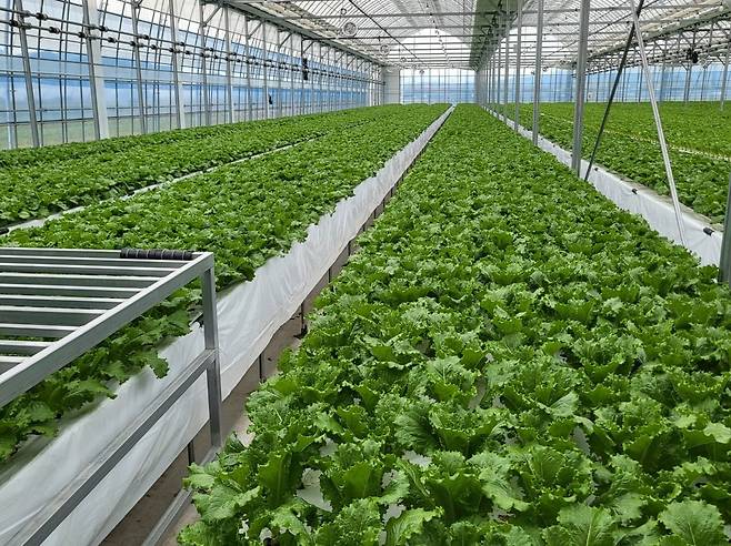 전북 부안에 있는 상추 농가 /사진=롯데마트 제공