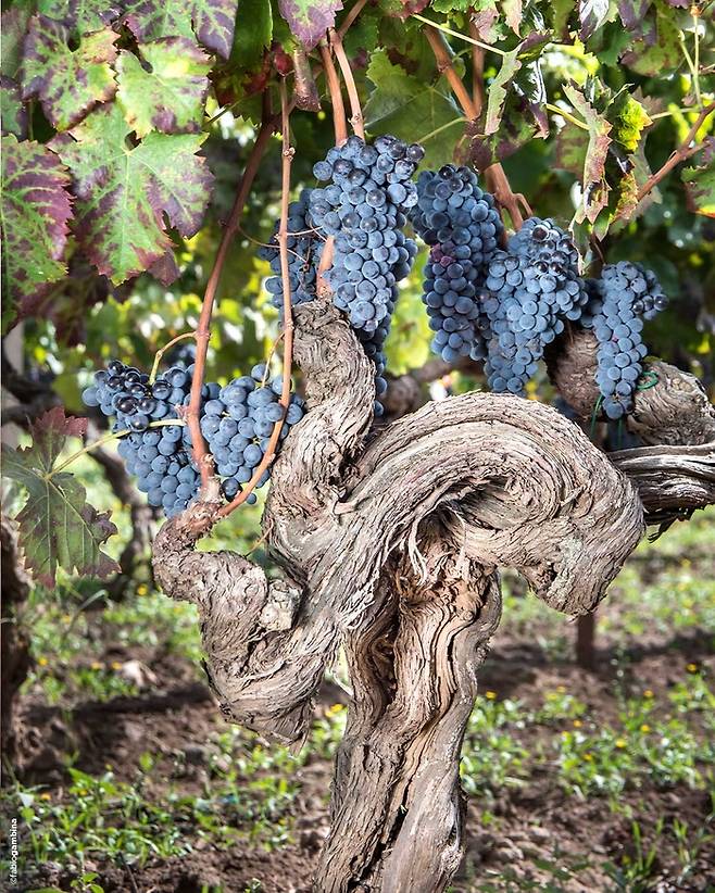 돈나푸가타 포도밭에서 자라고 있는 양조용 포도. [나라셀라 제공]