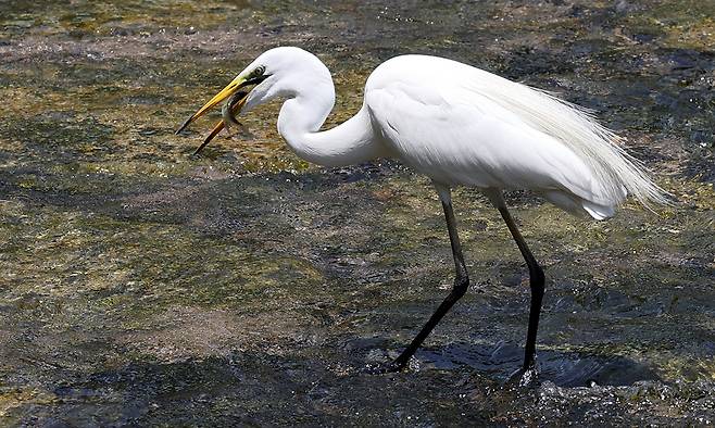 물고기 사냥꾼 백로