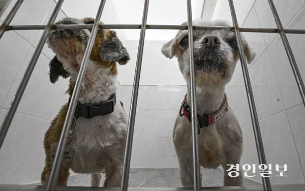 지난 2023년 9월 화성시 한 번식장에서 구조된 강아지 중 50여 마리가 여전히 새 주인을 찾고 있다. 29일 오전 여주시 반려마루 보호동에서 해당 강아지들이 입양을 기다리고 있다. 2025.6.29 /이지훈기자 jhlee@kyeongin.com