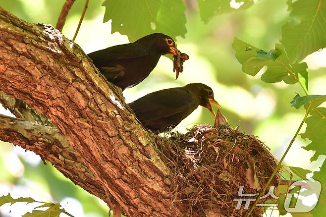 대륙검은지빠귀 한쌍이 29일 경북 경주시 황성공원 숲 속에 있는 둥지에서 새끼들에게 먹잇감을 물어다 주고 있다. 이날 경주지역에는 낮 최고 기온이 35도를 기록하며 폭염 경보가 발령됐다. 2025.6.29/뉴스1 ⓒ News1 최창호 기자