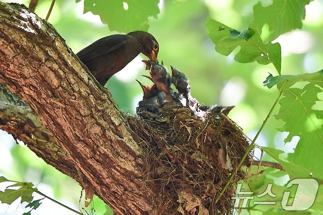 대륙검은지빠귀 한마리가 29일 경북 경주시 황성공원 숲 속에 있는 둥지에서 새끼들에게 먹잇감을 물어다 주고 있다.2025.6.29/뉴스1 ⓒ News1 최창호 기자