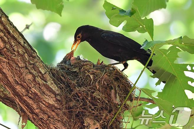대륙검은지빠귀 한마리가 29일 경북 경주시 황성공원 숲 속에 있는 둥지에서 새끼들에게 지키고 있다. 2025.6.29/뉴스1 ⓒ News1 최창호 기자