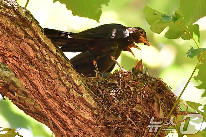 대륙검은지빠귀 한쌍이 29일 경북 경주시 황성공원 숲 속에 있는 둥지에서 새끼들에게 먹잇감을 물어다 주고 있다. 2025.6.29/뉴스1 ⓒ News1 최창호 기자