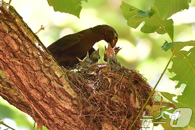 대륙검은지빠귀 한마리가 29일 경북 경주시 황성공원 숲 속에 있는 둥지에서 새끼들에게 부지런히 먹잇감을 물어다주고 있다. 2025.6.29/뉴스1 ⓒ News1 최창호 기자