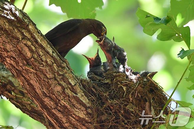 대륙검은지빠귀 한마리가 29일 경북 경주시 황성공원 숲 속에 있는 둥지에서 새끼들에게 차례로 먹잇감을 먹이고 있다.  2025.6.29/뉴스1 ⓒ News1 최창호 기자