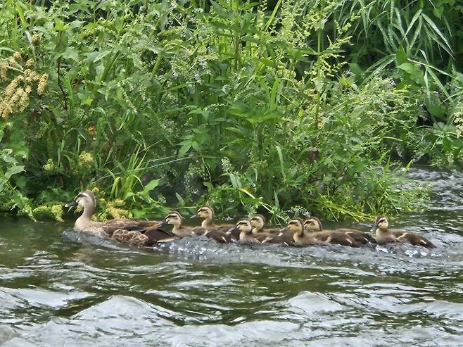 곳에 따라 소나기...‘찜통더위’ 낮 최고 35도[내일날씨]= 월요일인 내일(30일) 날씨는 중부지방은 대체로 흐리겠고, 남부지방과 제주도는 가끔 구름 많겠고, 곳에 따라 소나기가 내리겠다. 오늘날씨, 내일날씨, 주간날씨 예보 ⓒbnt뉴스