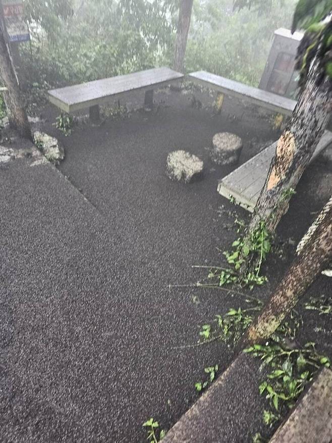 인천 계양산에 출몰한 러브버그떼 /소셜미디어 캡처