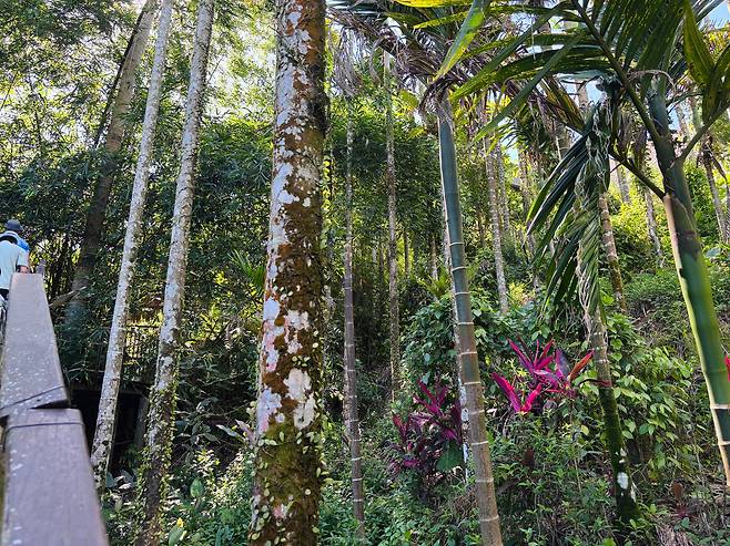 바오팅현 선위다오의 열대림 트레킹 길. 호수를 둘러싸고 울창한 열대나무가 솟아있다. 바오팅현은 원시림 보호 및 자연 속 치유, 휴양 등을 지향하는 관광 프로그램을 선보이고 있다. /하이난(중국)=이은영 특파원