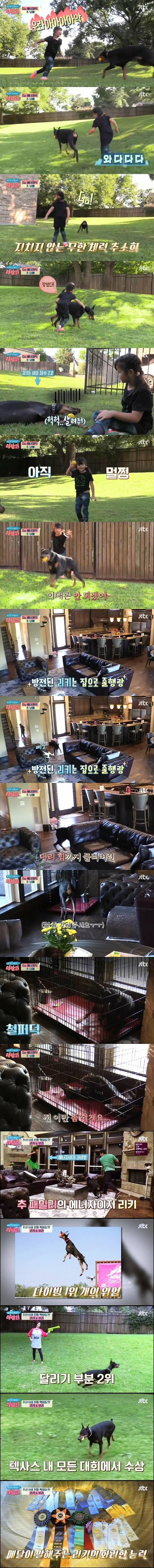 추신수딸.jpg 도베르만을 지치게 만드는 추신수 딸.JPG