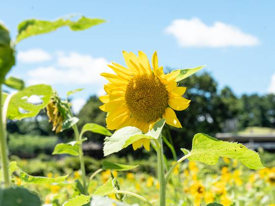 제주시 애월읍 항몽유적지에 피어난 해바라기. 사진 제주관광공사