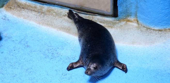 약 석 달간의 재활을 마친 아기 점박이물범. 살이 통통하게 올랐다. [사진 제공: 해양수산부]
