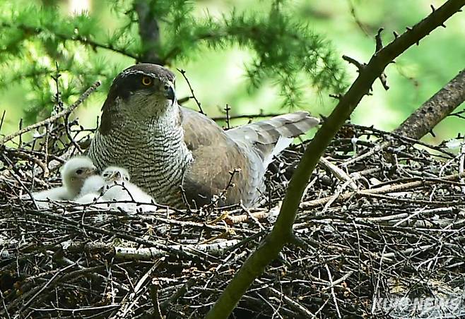 “내 새끼들 예쁘죠”참매는 잡목림의 높은 나뭇가지에 둥지를 틀고 5월 상순~6월에 2∼4개의 알을 낳아 36∼38일 동안 품는다. 새끼는 41∼43일 동안 먹이를 받아먹다가 둥지를 떠난다.