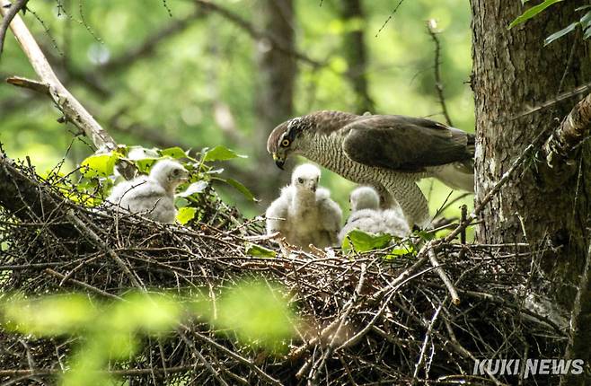 참매는 5월 상순경에 보통 3~4개의 알을 낳아 40일 가까이 품는다. 새끼들이 태어나면 40일 가량 정성을 다해 키워 새끼들을 세상으로 내보낸다. 날아가는 먹이를 잘 낚아채 ‘바람의 사냥꾼’으로도 불리는 참매는 꿩과 멧비둘기, 직박구리 등 조류와 다람쥐와 청설모 같은 작은 포유류를 잡아 새끼들를 살찌운다.