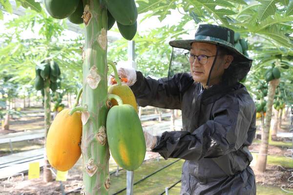 포천 선우팜 스마트팜 내부에서 자라고 있는 과일 파파야를 오경식 선우팜 마케팅팀장이 재배하고 있다. ㈜선우팜 제공