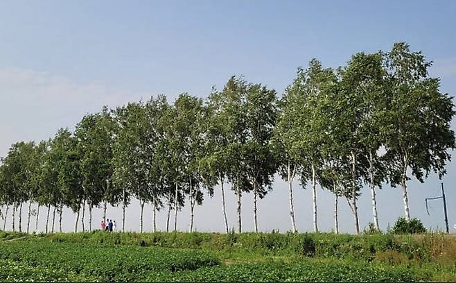 과잉관광 외국인 책임론을 주장하며 지금은 잘려 나가고 없는 홋카이도 비에이 나무들. 과잉관광은 외국인에 대한 각종 세금과 비용 인상으로 귀결됐을뿐, 일본정부의 인원통제, 보완시설물 설치 등은 없었다.
